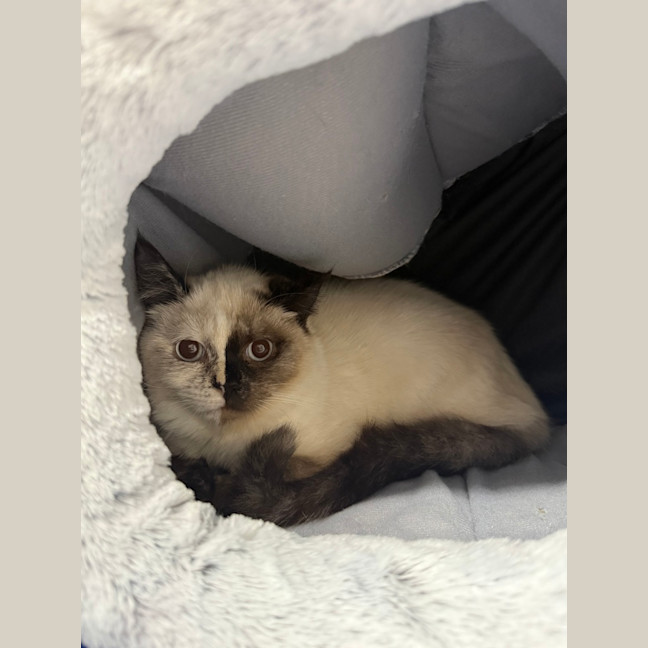 Photo of Maple