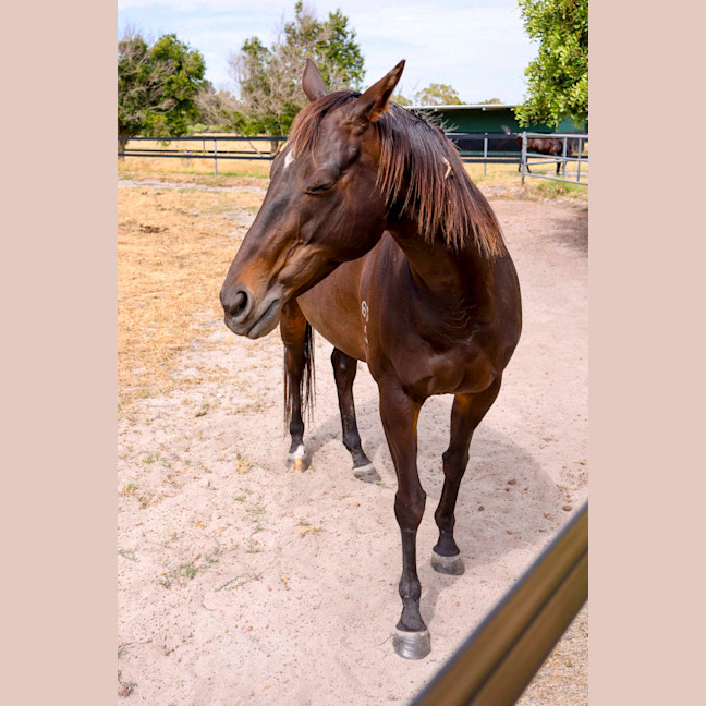 Photo of Jarrah