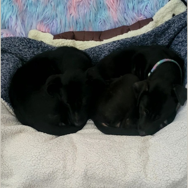 Photo of Pumpkin   12 Week Old Wolfhound X