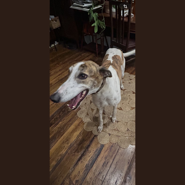 Photo of Buster