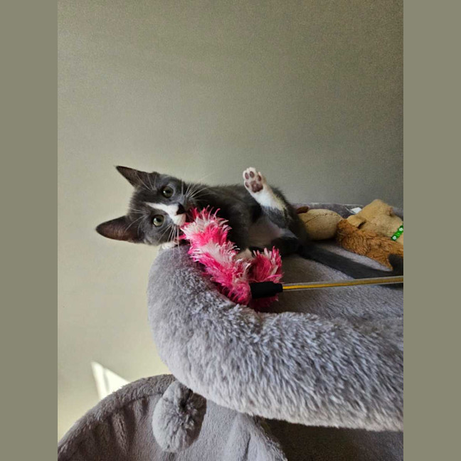 Photo of Henrietta