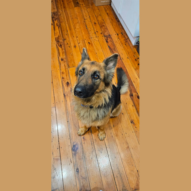 Photo of Sasha   4 Year Old German Shepherd