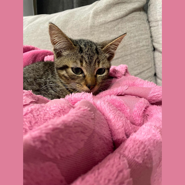 Photo of Tinkerbell