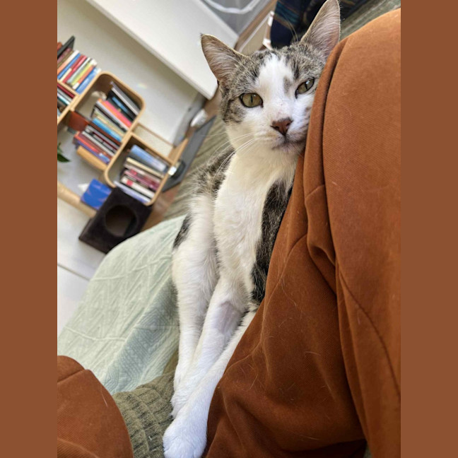 Photo of Fred   In Foster Care In Northcote