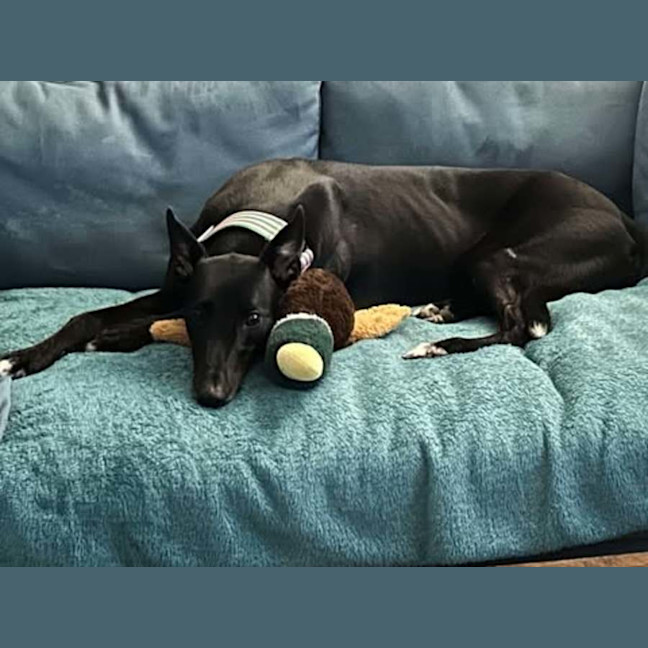 Photo of Chelsea, The Greyhound