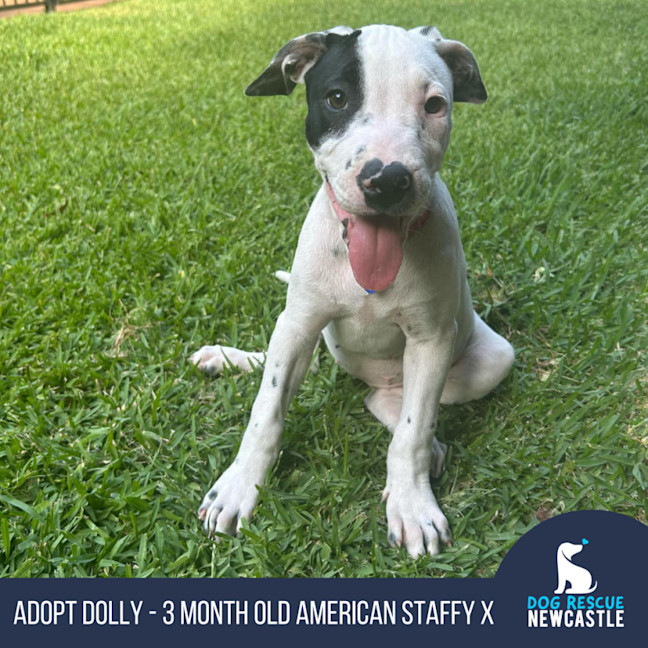 Photo of Dolly   3 Month Old American Staffy X (Trial)
