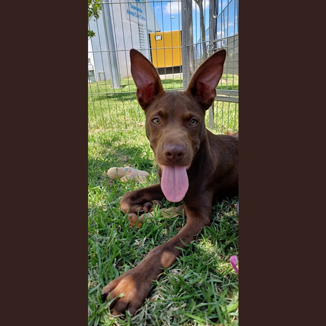 Photo of Boomerang