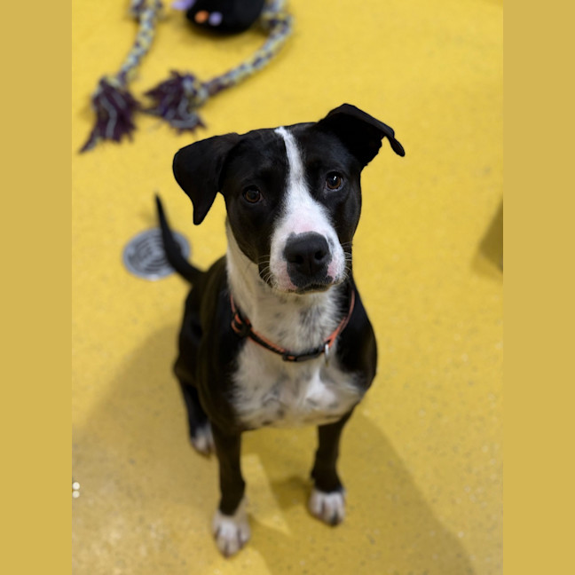 Photo of Stella