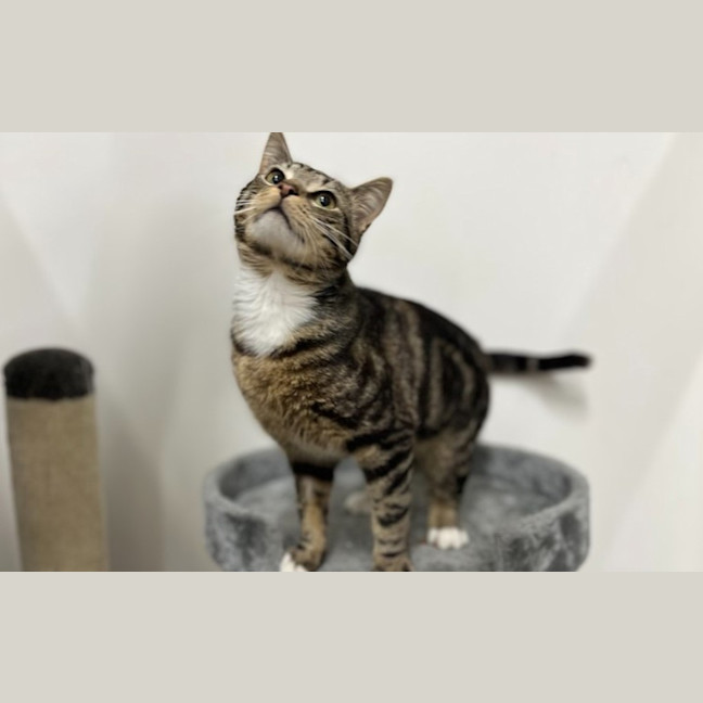 Photo of Truffle