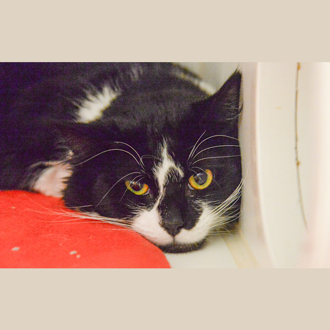 Photo of Fig