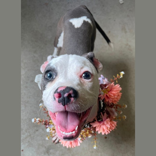 Photo of Blossom