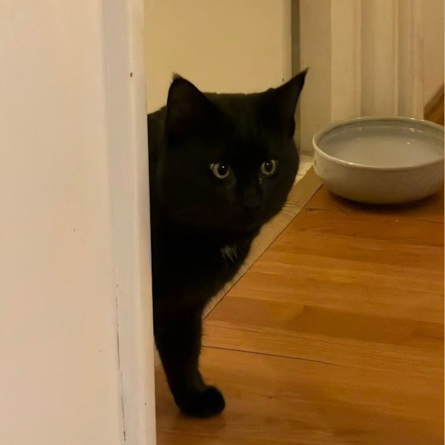 Photo of Catsby