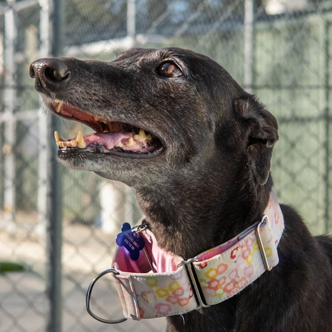Photo of Tutu The Greyhound
