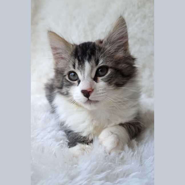 Photo of Charlotte