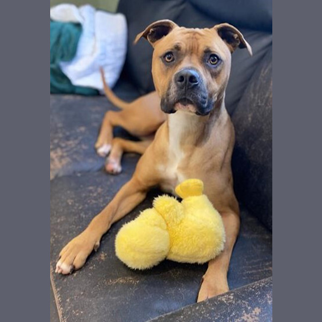 Photo of Nala