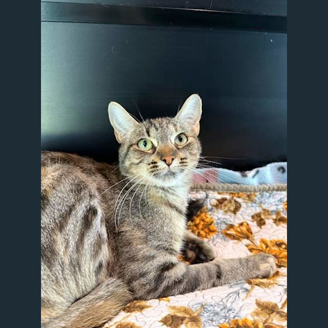 Photo of Chilli