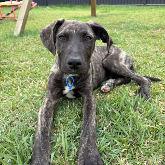 Photo of Thor