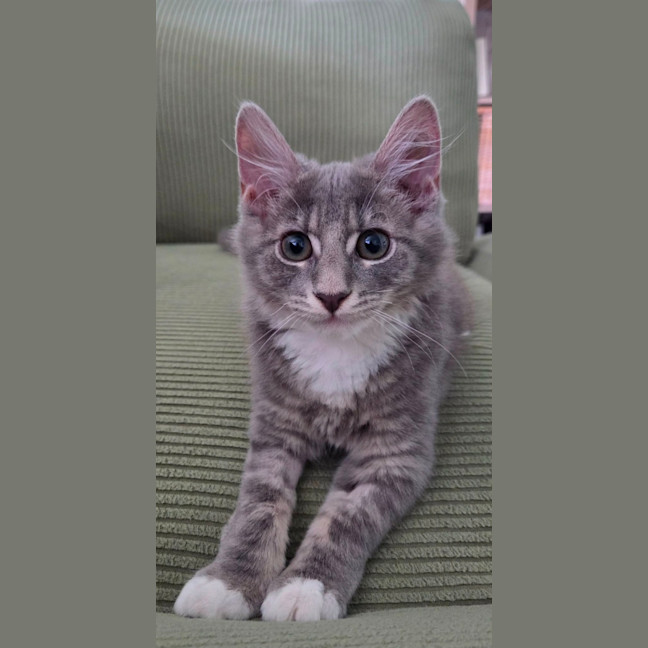 Photo of Jazz