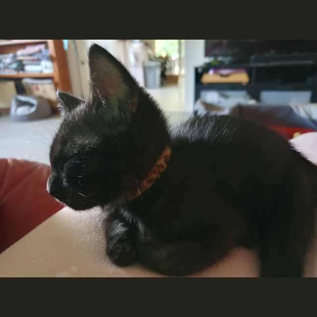 Photo of Zippy
