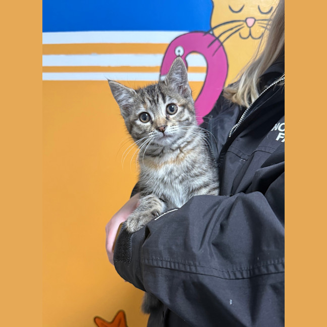 Photo of Maple