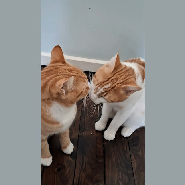 Photo of Mittens 