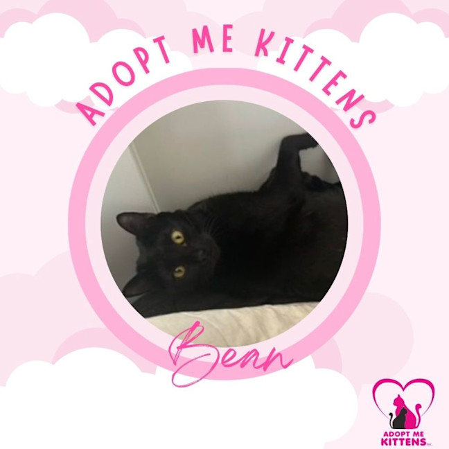Photo of Bean