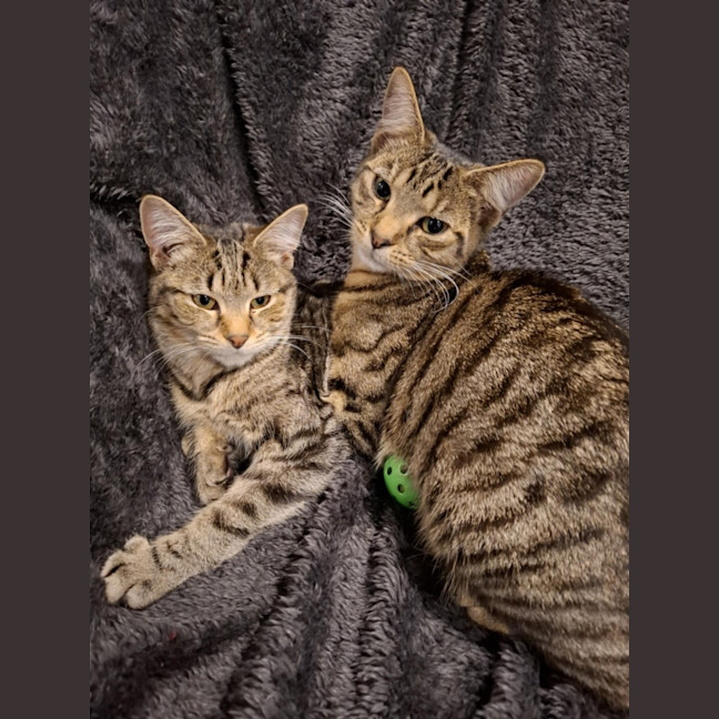 Photo of Olive *9 Lives Project Rescue