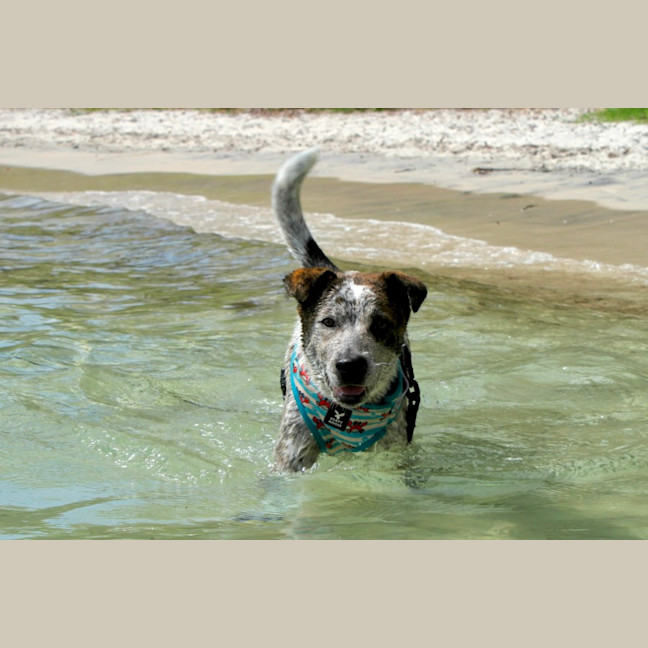 Photo of Hamish   6 Month Old Cattle Dog X