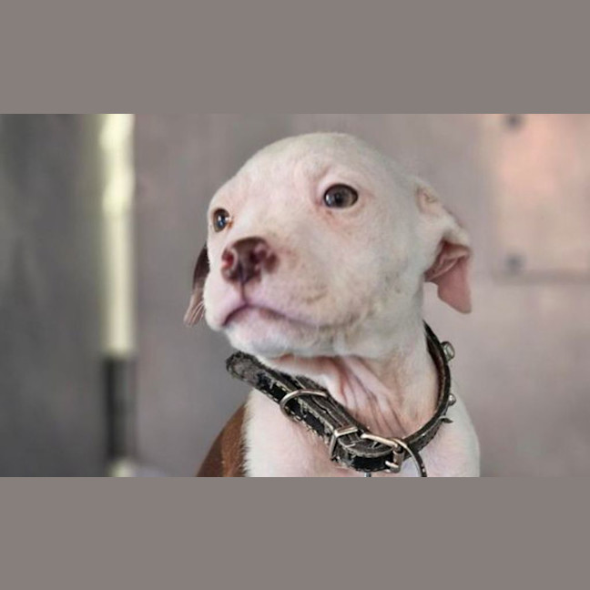 Photo of Coco