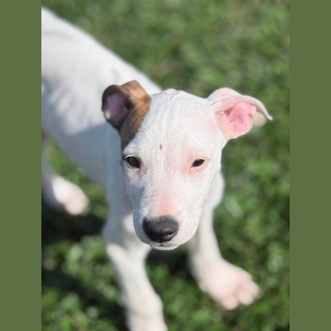 Photo of Petey