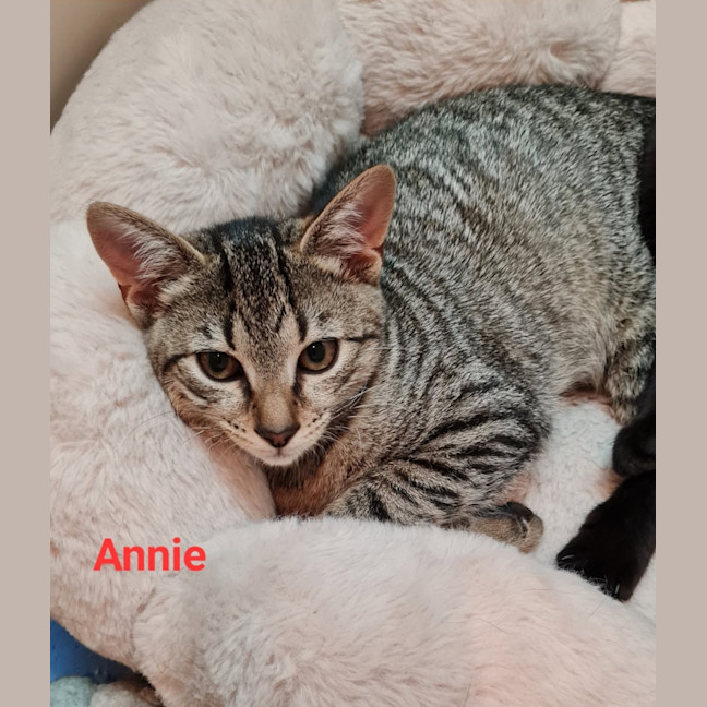 Photo of Annie