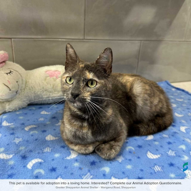 Cleo Female Domestic Short Hair (DSH) Cat in VIC PetRescue