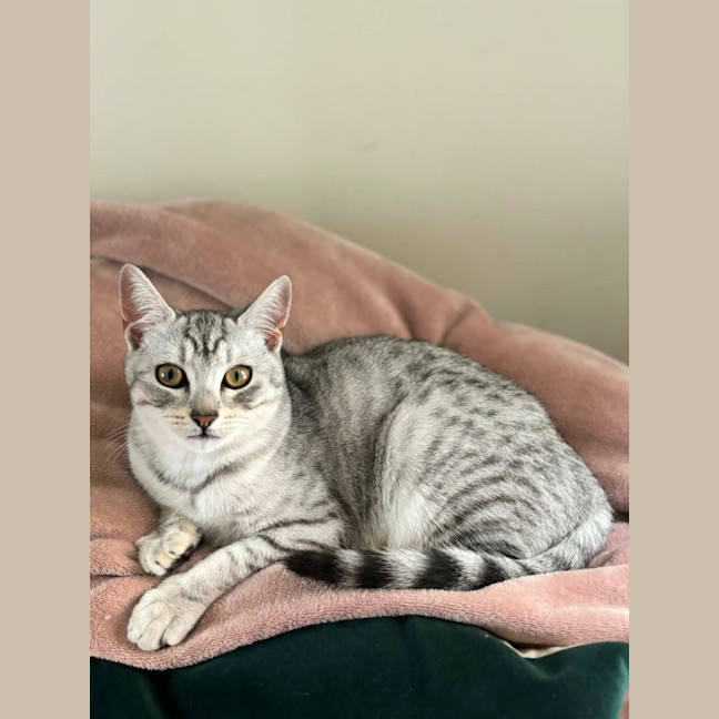 Photo of Ellie   In Foster Care In Richmond