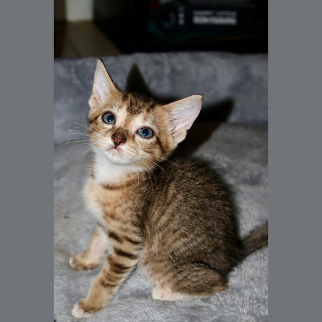 Photo of Fudge