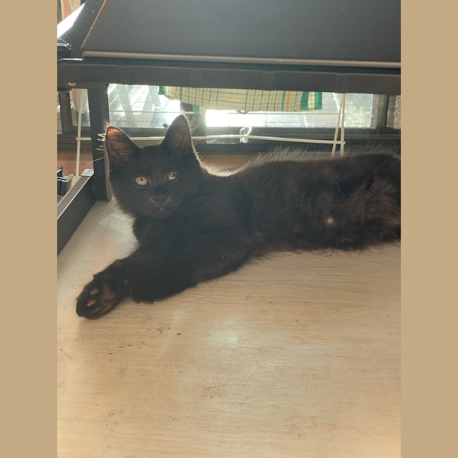Photo of Shadow