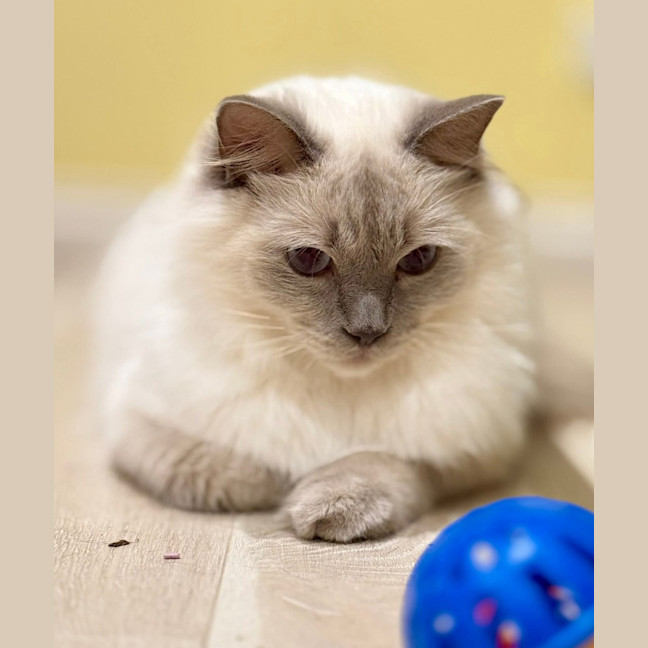 Photo of Nimbus