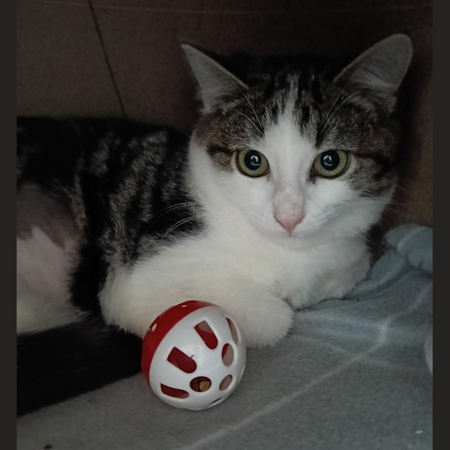 Photo of Honey