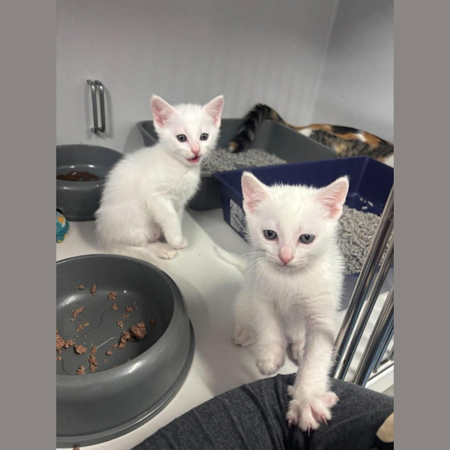 Photo of Pearl