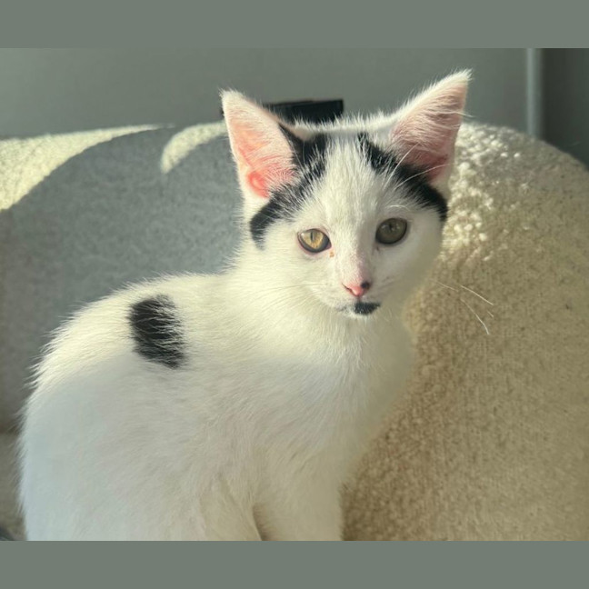Photo of Possum
