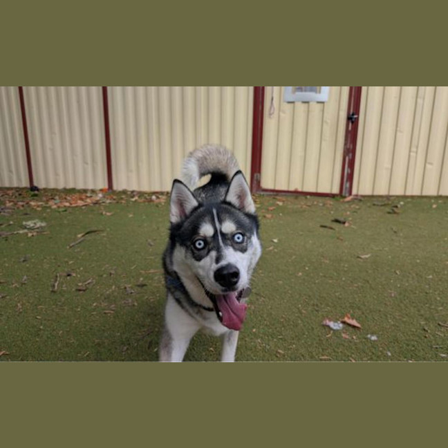 Photo of Hunter