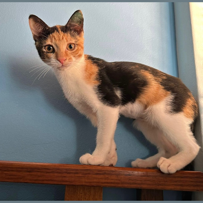 Photo of Peaches