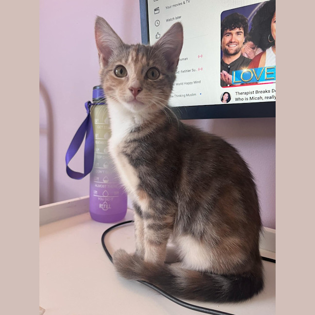 Photo of Twix