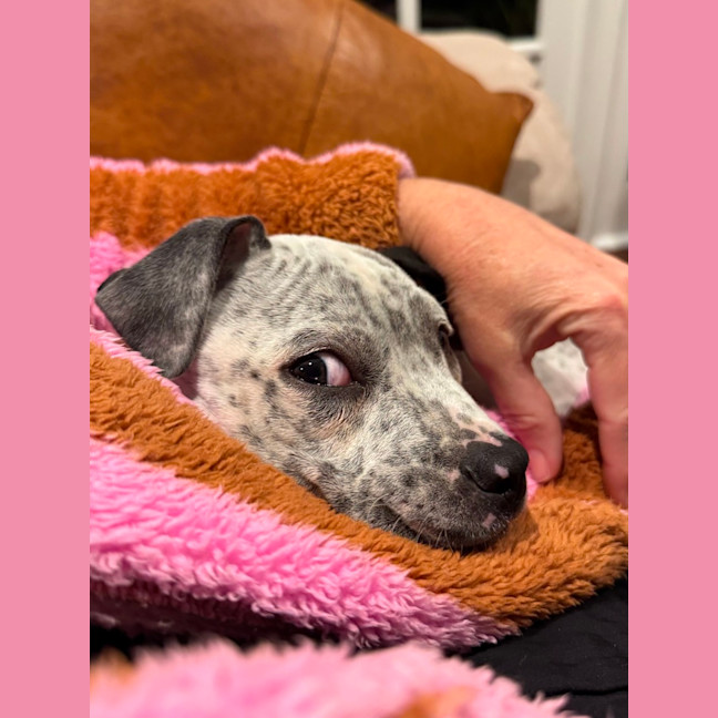 Photo of Charlie   10 Week Old Cattle Dog X