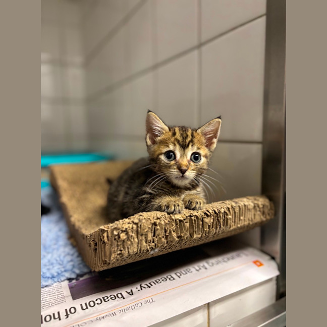Photo of Ember