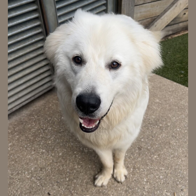 Photo of Simba
