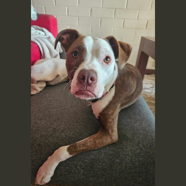 Photo of Stella 