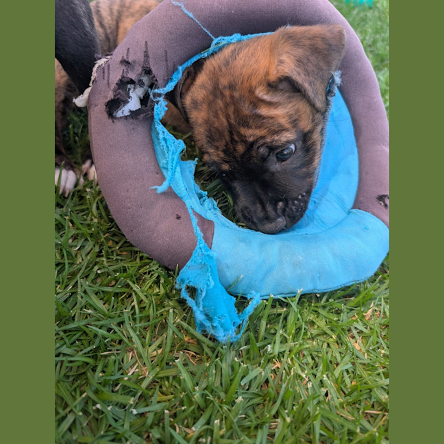 Photo of Yoshi