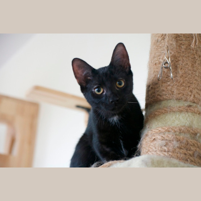 Photo of Mushroom Gravy