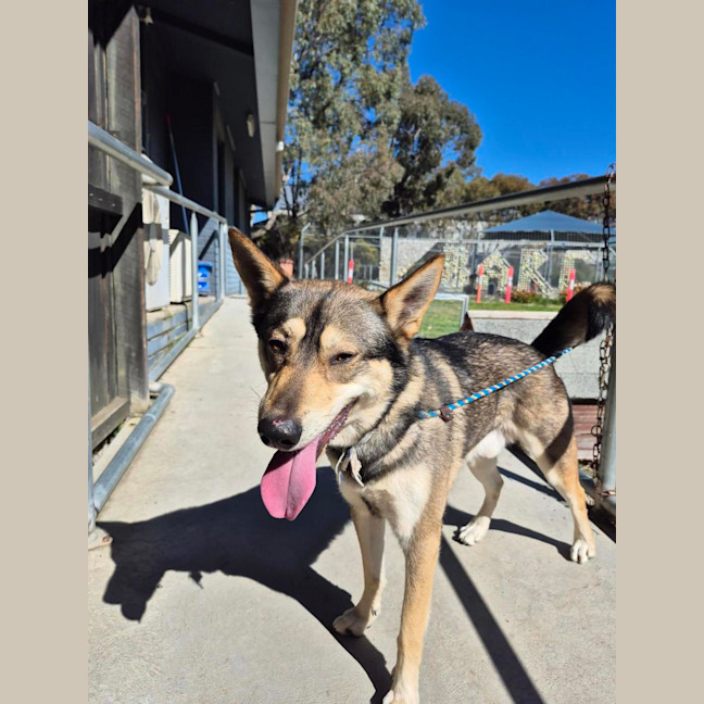 Photo of Coyotee Pete