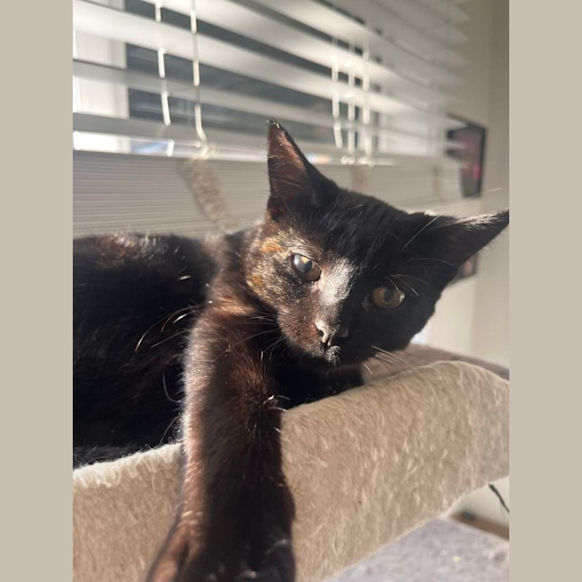 Photo of Piper   Located In Frankston